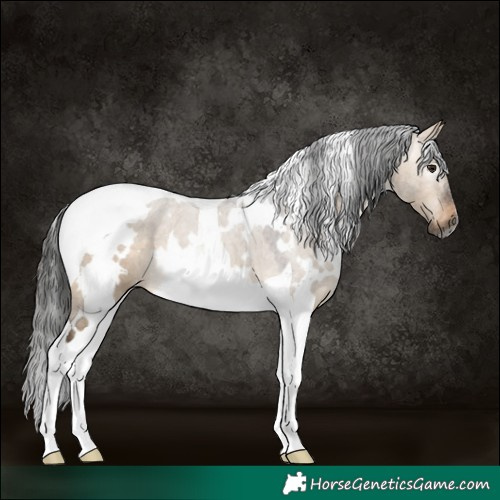 Horse Color:Gray White Spotted Brown Dun Tobiano Varnish