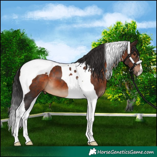 Horse Color:Brown Tobiano 