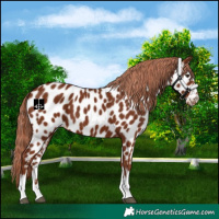 Horse Color:Chestnut Near Leopard 