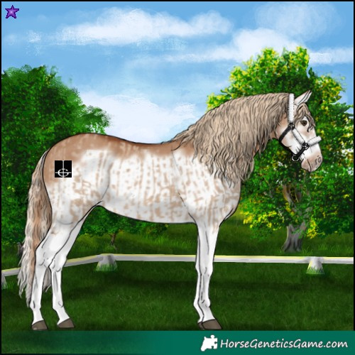 Horse Color:Red Dun Splash and Red Dun Splash Frame