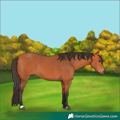 Horse Color:Bay 