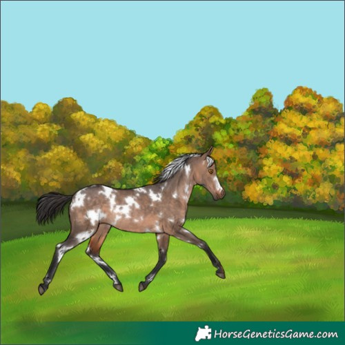 Horse Color:White Spotted Brown Dun Rabicano