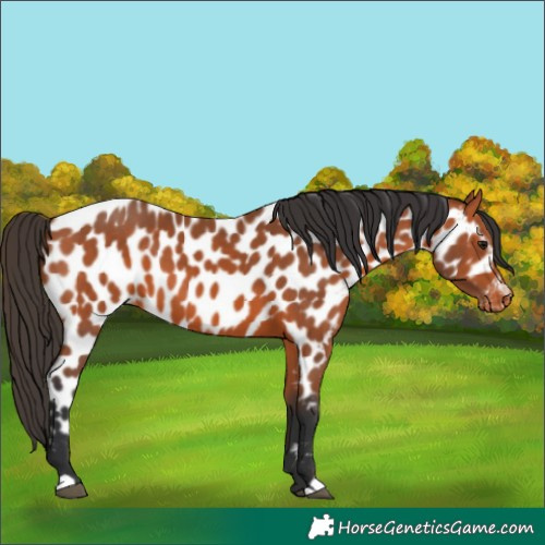 Horse Color:Bay Appaloosa 