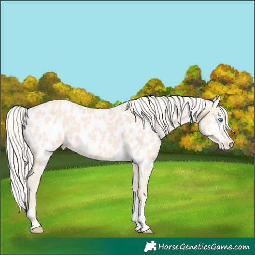 Horse Color:Cremello Appaloosa 