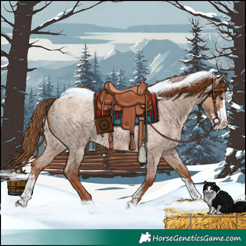 Horse Color:Red Dun Roan Sabino 