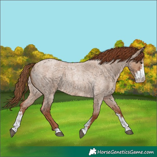 Horse Color:Red Dun Roan Sabino 