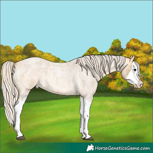 Horse Color:Silver Buckskin Roan Splash 