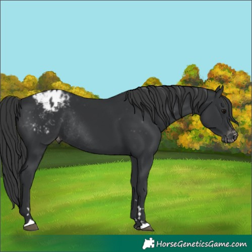 Horse Color:Black Appaloosa Rabicano 