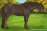 Horse Color:Liver Chestnut 