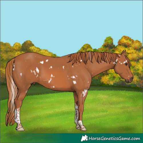 Horse Color:White Spotted Chestnut Tobiano