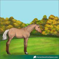 Horse Color:Silver Bay Dun