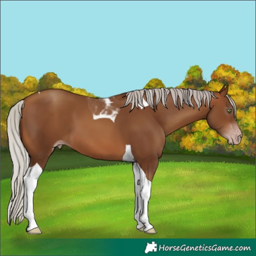 Horse Color:Gray Silver Sable Champagne Tobiano