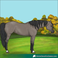Horse Color:Grullo 