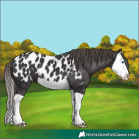 Horse Color:Smoky Black Splash Blanket 