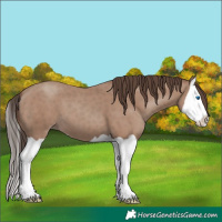Horse Color:Classic Champagne Splash