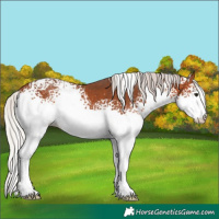 Horse Color:White Spotted Silver Brown 