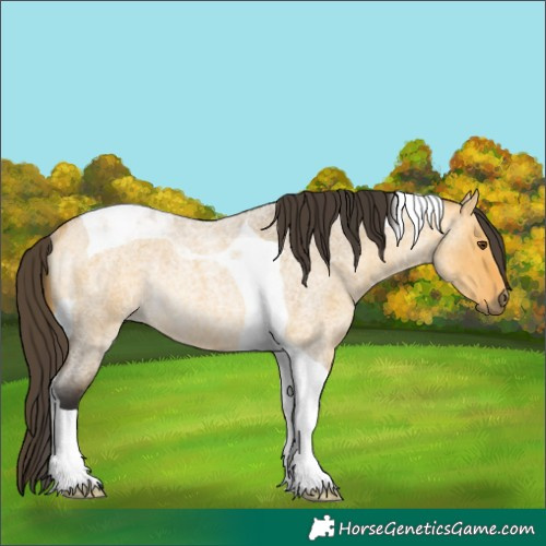 Horse Color:Buckskin Roan Dun Tobiano Rabicano 