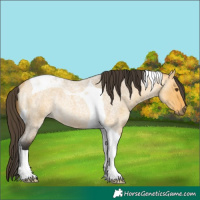 Horse Color:Buckskin Roan Dun Tobiano Rabicano