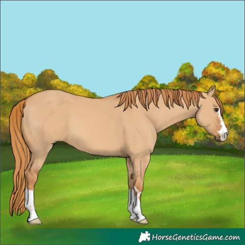 Horse Color:Red Dun 