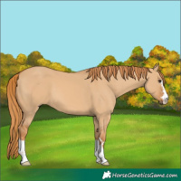 Horse Color:Red Dun