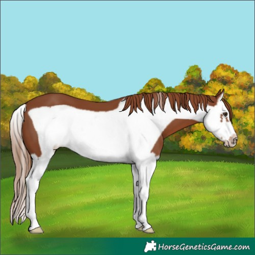 Horse Color:Chestnut Splash Frame