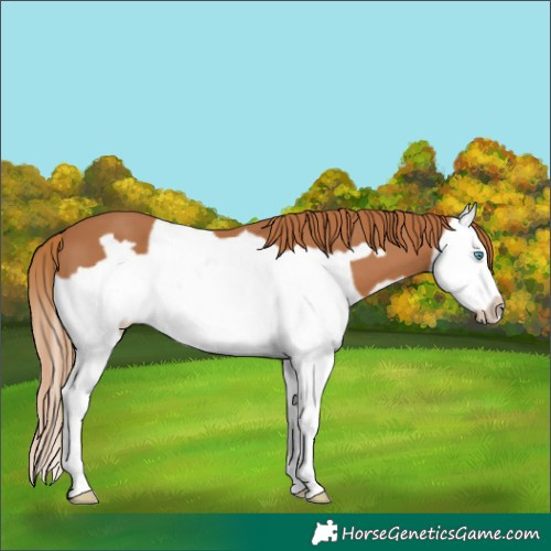 Horse Color:Chestnut Splash Frame