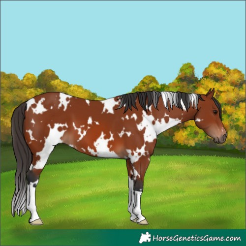 Horse Color:White Spotted Bay 