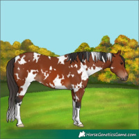 Horse Color:White Spotted Bay