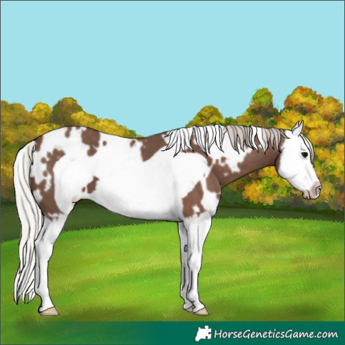 Horse Color:White Spotted Silver Black Splash Frame
