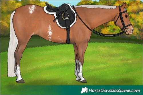 Horse Color:Silver Bay Sabino Varnish 