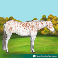 Horse Color:White Spotted Bay Splash  and White Spotted Bay Splash 