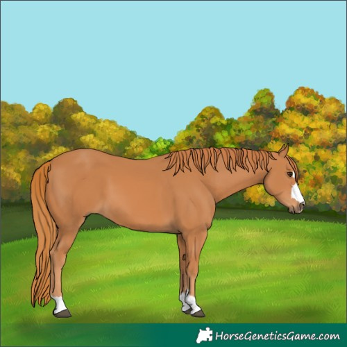 Horse Color:Chestnut 