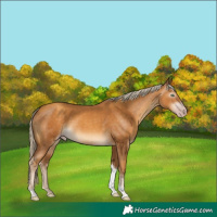 Horse Color:Gray Gold Cream Champagne Tobiano