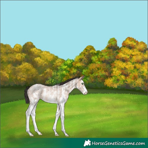 Horse Color:Sable Champagne Ice Sabino Rabicano