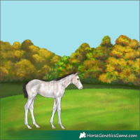 Horse Color:Sable Champagne Ice Sabino Rabicano