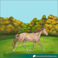 Horse Color:Gold Champagne 