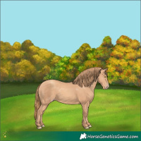 Horse Color:Gold Champagne 