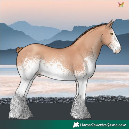 Horse Color:White Spotted Gold Champagne 