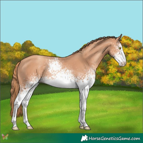 Horse Color:White Spotted Gold Champagne 