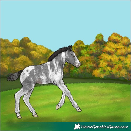 Horse Color:Liver Chestnut Sabino Tobiano 