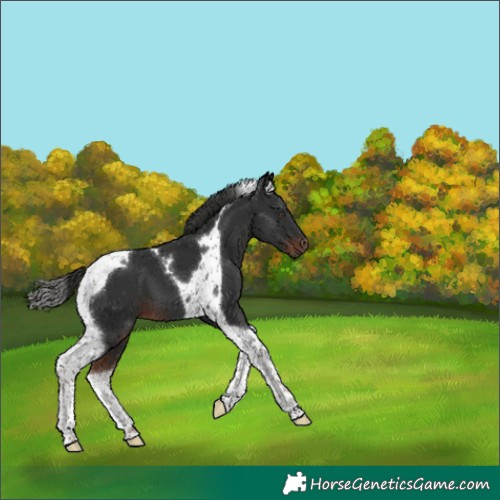 Horse Color:Liver Chestnut Tobiano 