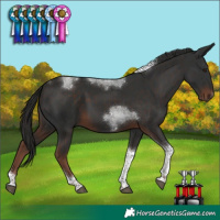 Horse Color:Liver Chestnut Tobiano 