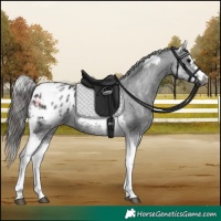 Horse Color:White Spotted Black Splash Tobiano Frame Appaloosa 