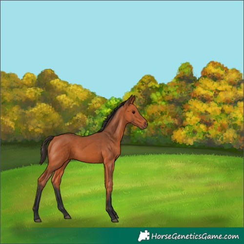 Horse Color:Bay 