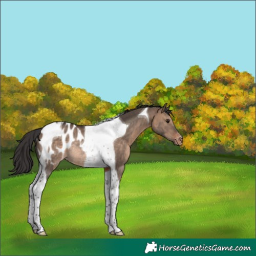 Horse Color:Brown Dun Tobiano Blanket Rabicano 