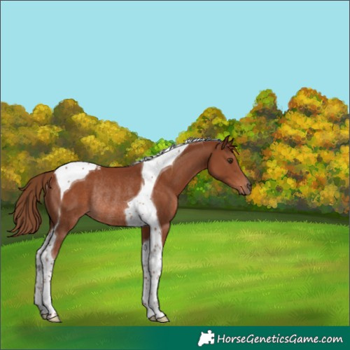 Horse Color:Chestnut Tobiano Rabicano 
