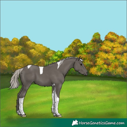 Horse Color:Silver Black Tobiano 
