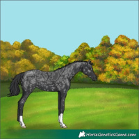 Horse Color:Black Ice 