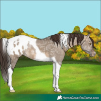 Horse Color:Brown Ice Dun Tobiano Appaloosa 