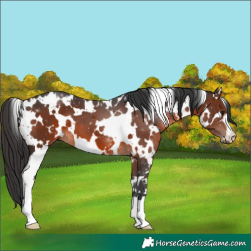 Horse Color:White Spotted Brown 